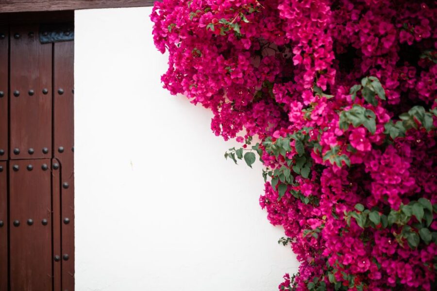 Guided Tour in Spanish to the Courtyards of Córdoba