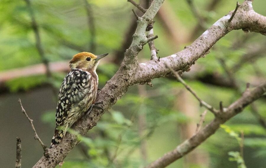 Gujarat: Devalia Park ( Devaliya ) Guided Jeep Safari