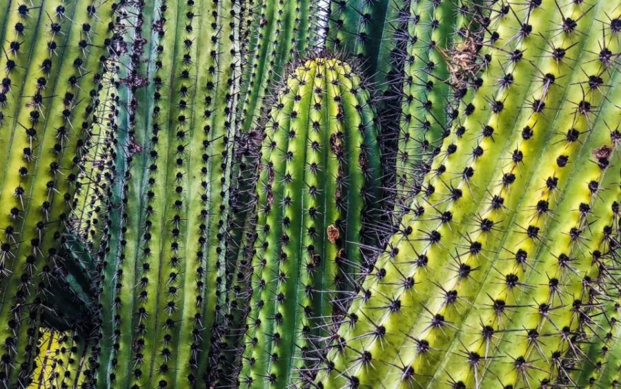 Half-Day Bicycle Tour by Baja California Desert - Tour Overview