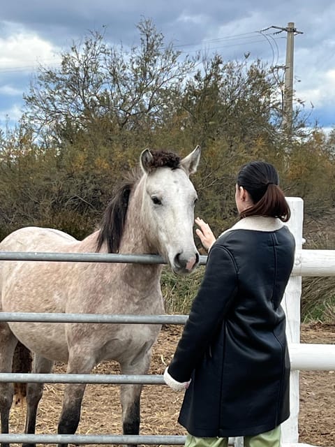 Half Day Camargue Wine Tour: Fortified City and Rosé Wines