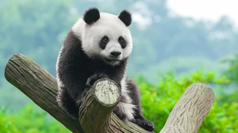 Half Day Chengdu Panda Tour (Option Panda Keeper )