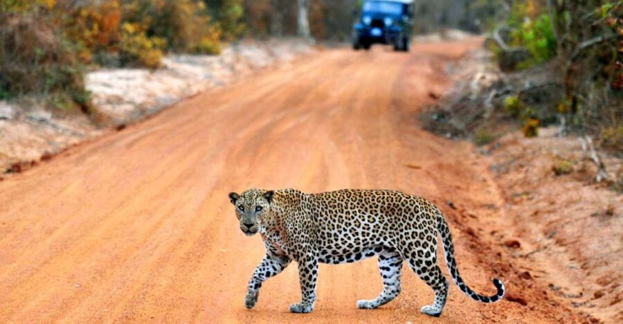 3 Best Safari Tours In Yala Sri Lanka