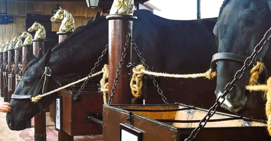 Half-Day Lusitanian Horses & Photography Museum Private Tour - Tour Overview and Pricing