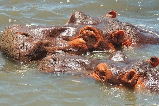 Half Day Private Tour in Isimangaliso Wetland Park