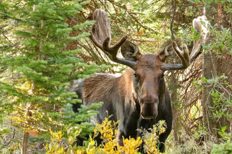 Half-Day RMNP Lakes and Meadows Tour-RMNPhotographer - Tour Overview