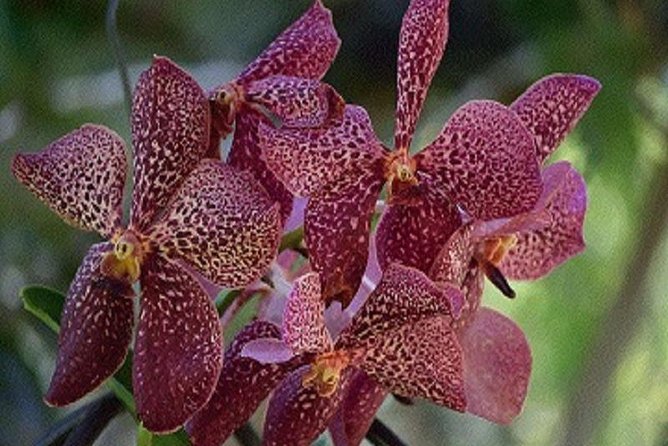 Half Day Sightseeing – Wonders of Nadi Tour