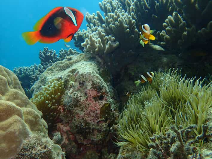 Half-Day Snorkeling Trip to Kerama (A : Kerama Snorkeling)
