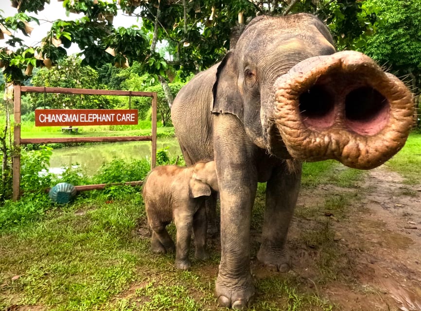 Half-Day Visit at CHIANGMAI ELEPHANT CARE Program (8am-1pm) - Tour Details and Inclusions