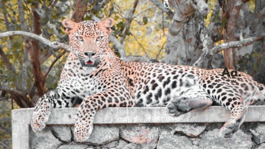 Half-Day Wild Safari in Kumana National Park