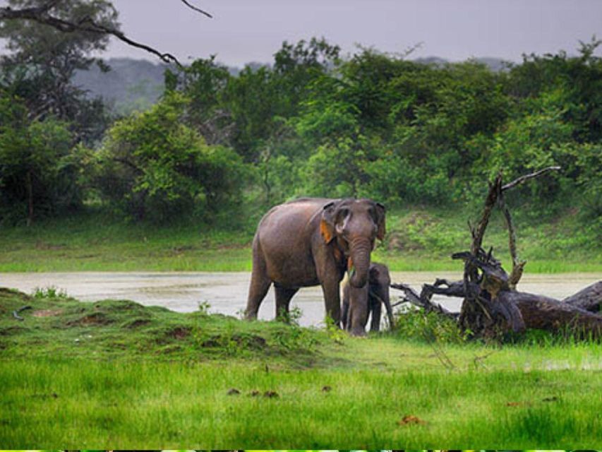 Hambantota Harbor: Safari at Lunugamvehera National Park