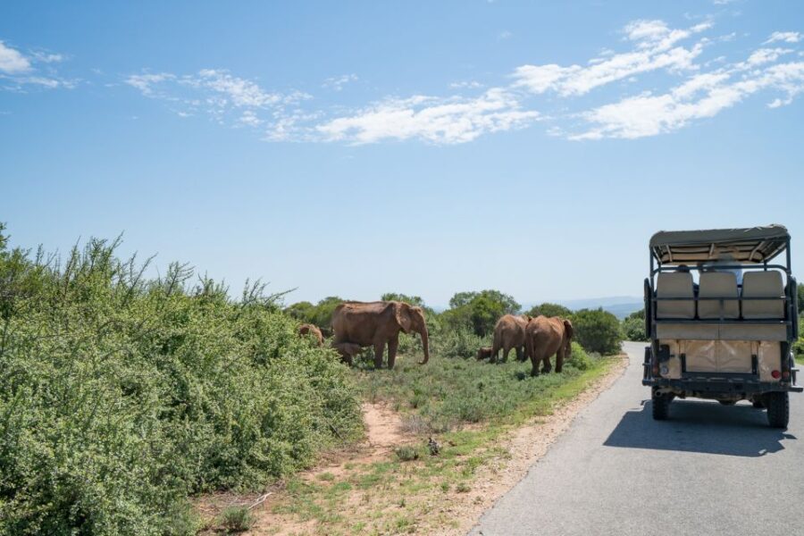 Hankey: Addo Elephant Park Guided Photo Safari With Lunch
