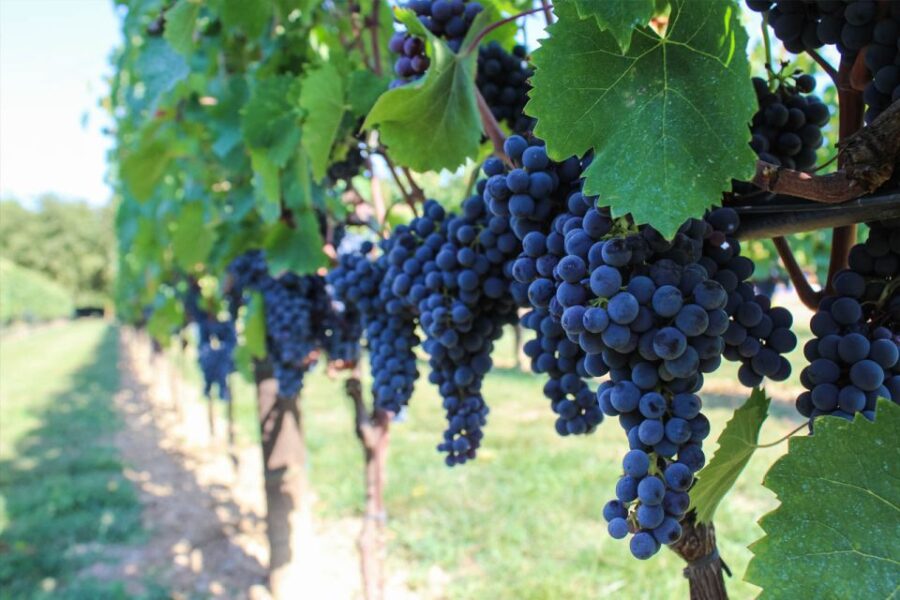 2 Best Tours In Ulignano
