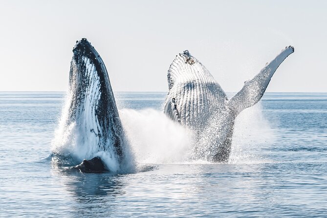 Hervey Bay: Half Day Whale Watching & Island Stop Tour - Inclusions