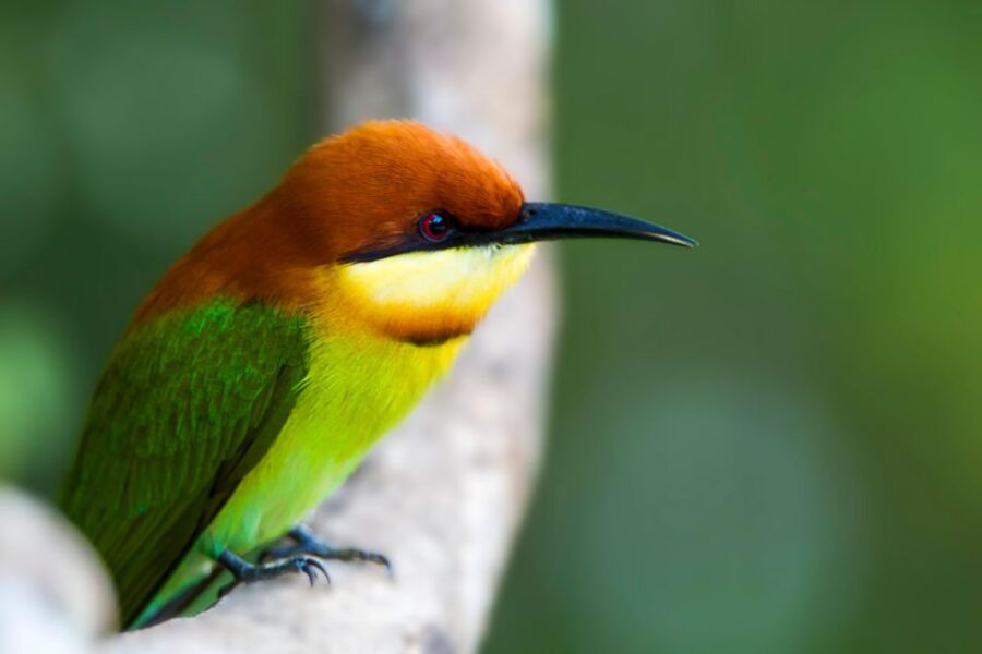 Hikkaduwa/Galle/Mirissa: Transfer to Ella & Yala Safari - Overview and Pricing