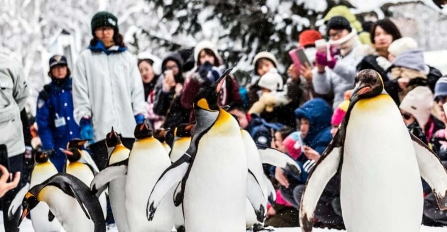 Hokkaido: Asahiyama Zoo, Biei, and Ningle Terrace Tour