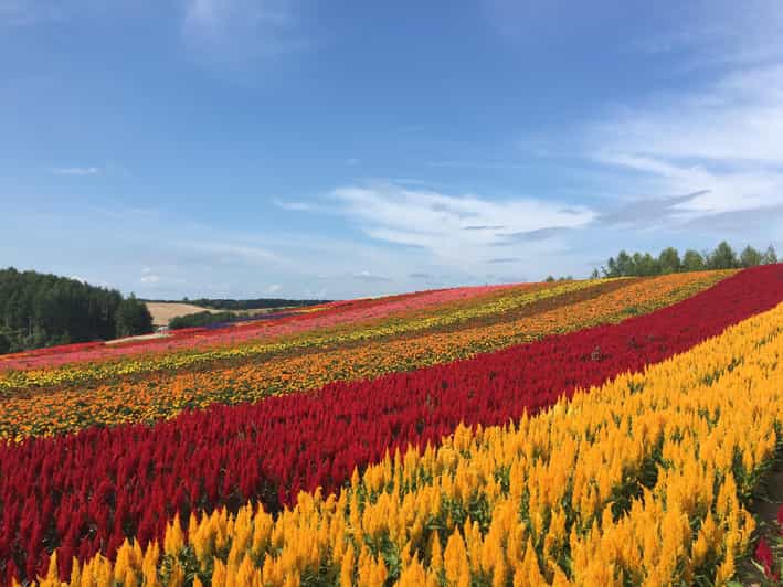 Hokkaido Furano Day Tour