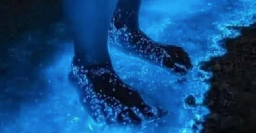 Holbox: Guided Bioluminescence Kayaking Tour - Tour Overview
