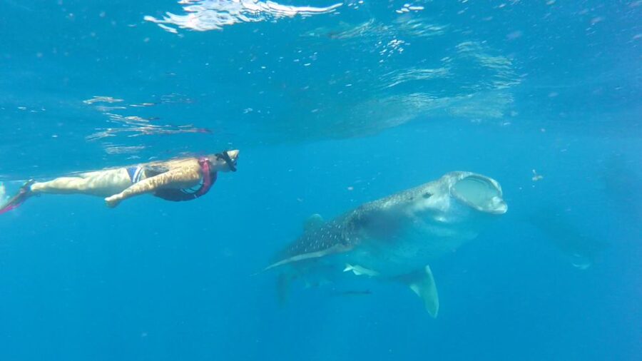 Holbox Island: Whale Shark Tour - Tour Overview