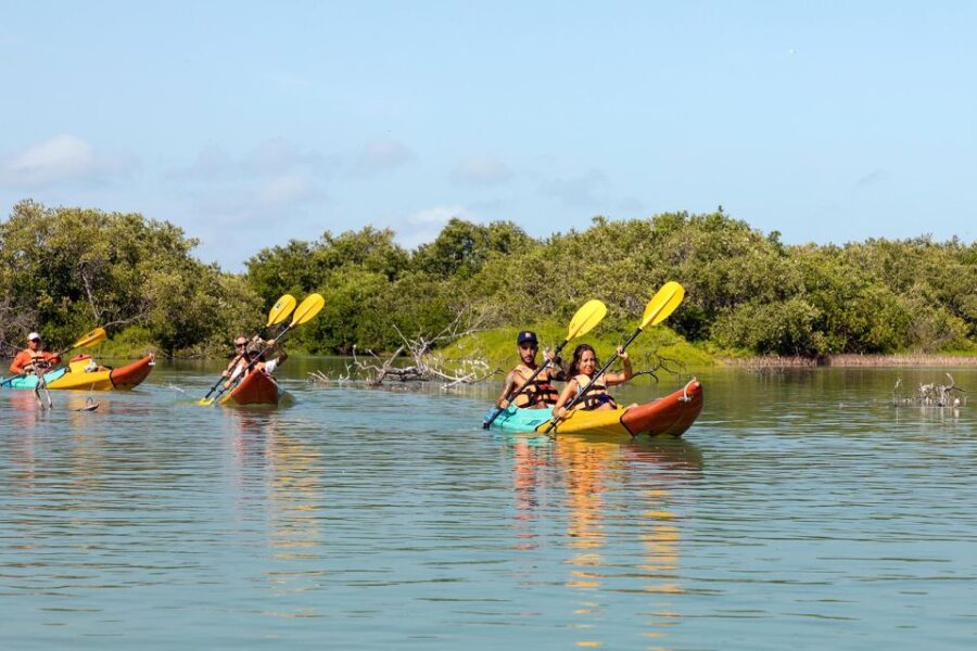 Holbox: Sunrise Kayak Tour Through the Mangroves - Tour Overview