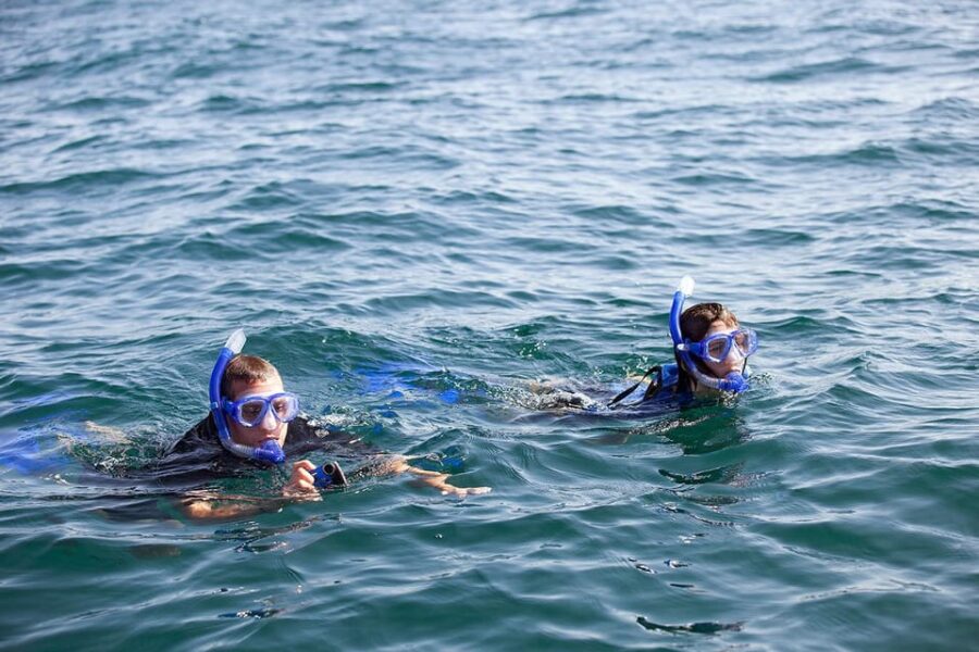 Holbox: Swimming With Wild Whale Sharks Boat Trip - Experience Overview