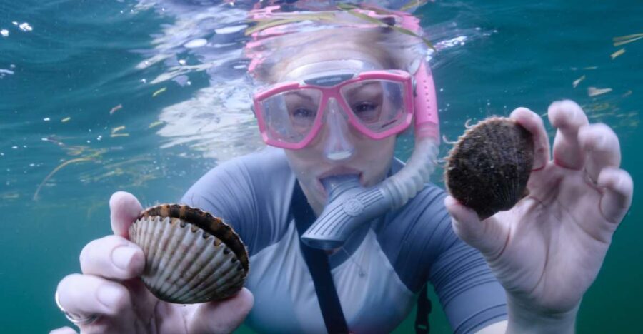 Homosassa: Snorkel & Scallop Hunt in Gulf of Mexico - Overview and Pricing