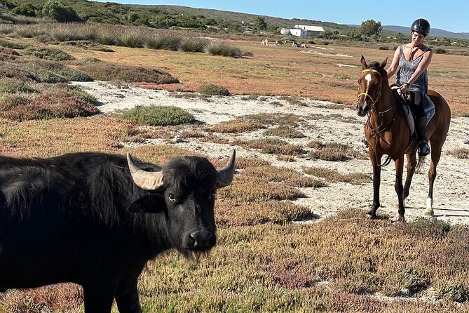 Horse Back Safari on the West Coast - Location and Meeting Point