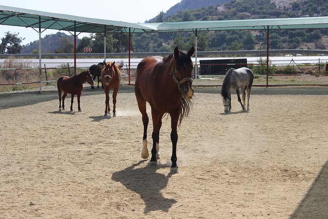 Horse Riding in Kusadasi - Location and Scenery