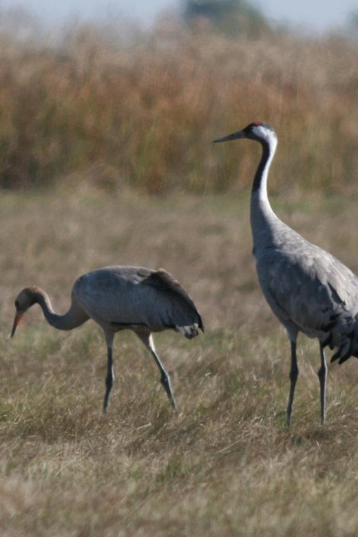 Hortobágy: Crane-watching at Dusk & Visit to the Puszta Park
