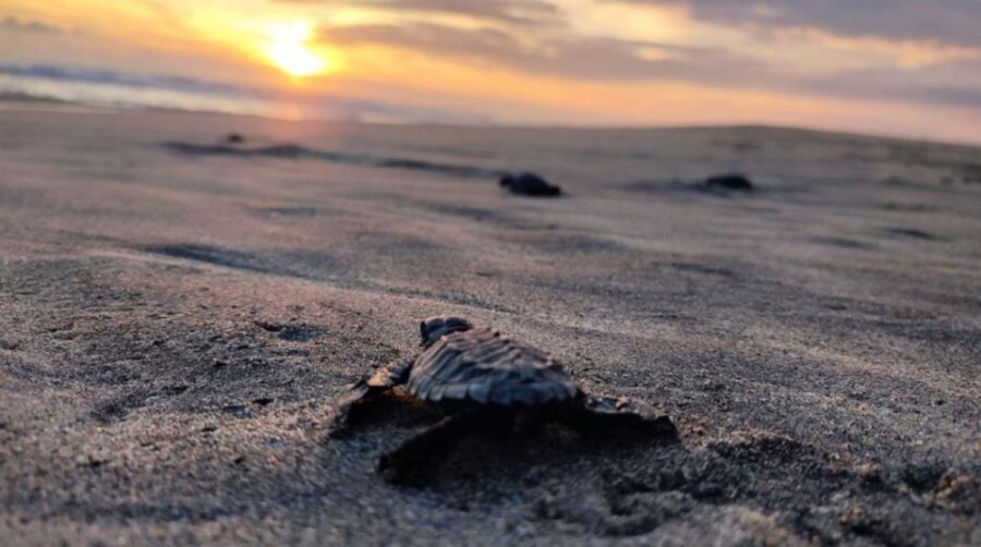Huatulco: Private Turtle Release Experience