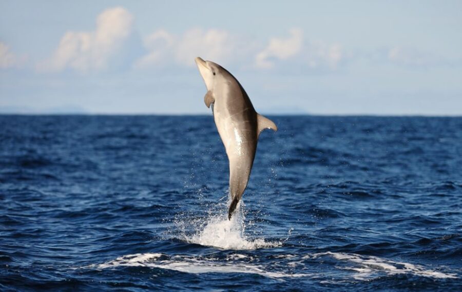 2 Best Dolphin Watching Tours In Huatulco