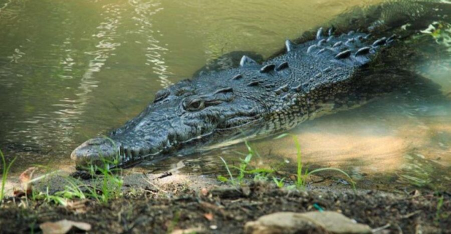 Huatulco: Turtles & Crocs Experience