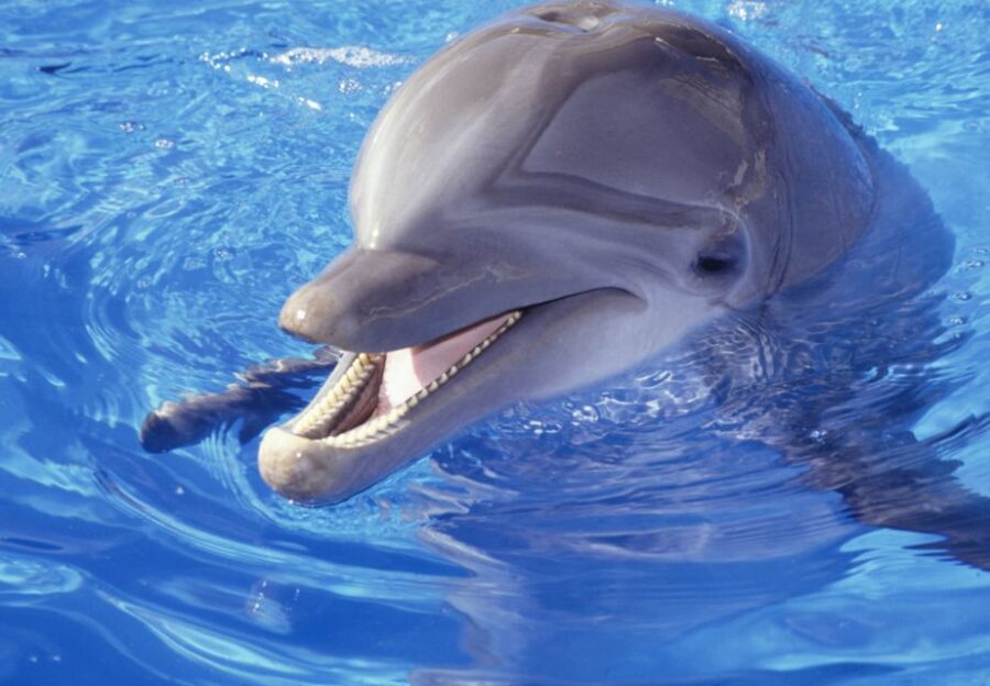 Hurghada: 1-Hour Show at Dolphin World With Optional Pickup - Activity Overview