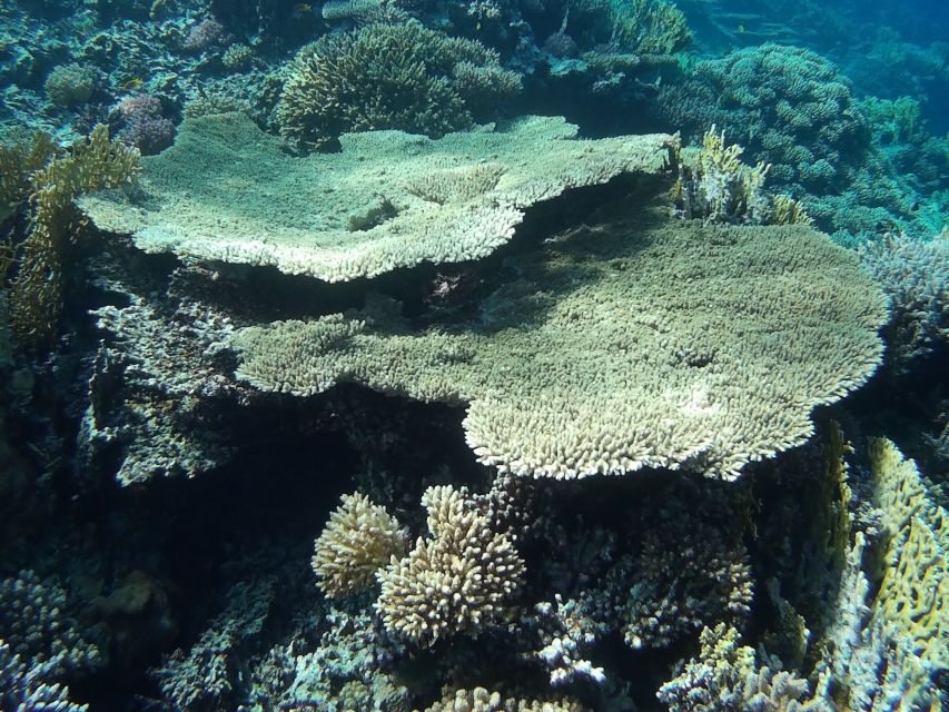 5 Best Snorkeling Experiences In El Gouna
