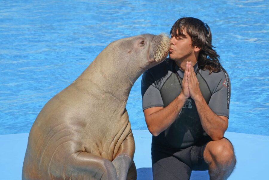 Hurghada: Dolphin World Show With Walruses and Pickup - Activity Details