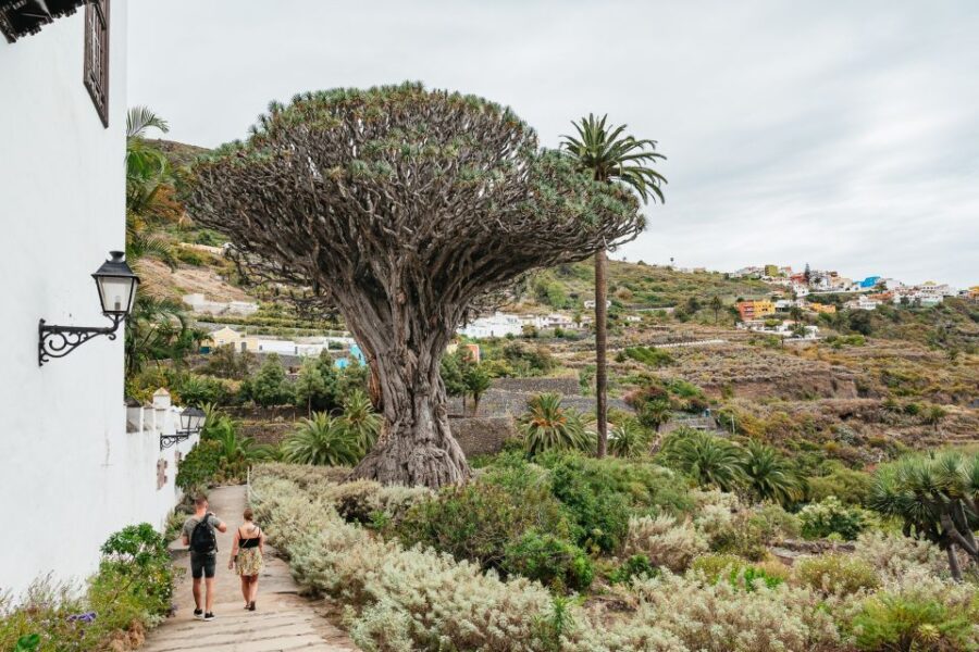Icod De Los Vinos: Dragon Tree & Botanical Garden Ticket