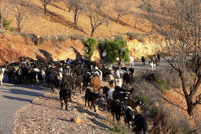 Imouzzer Waterfall Excursion & Paradise Valley