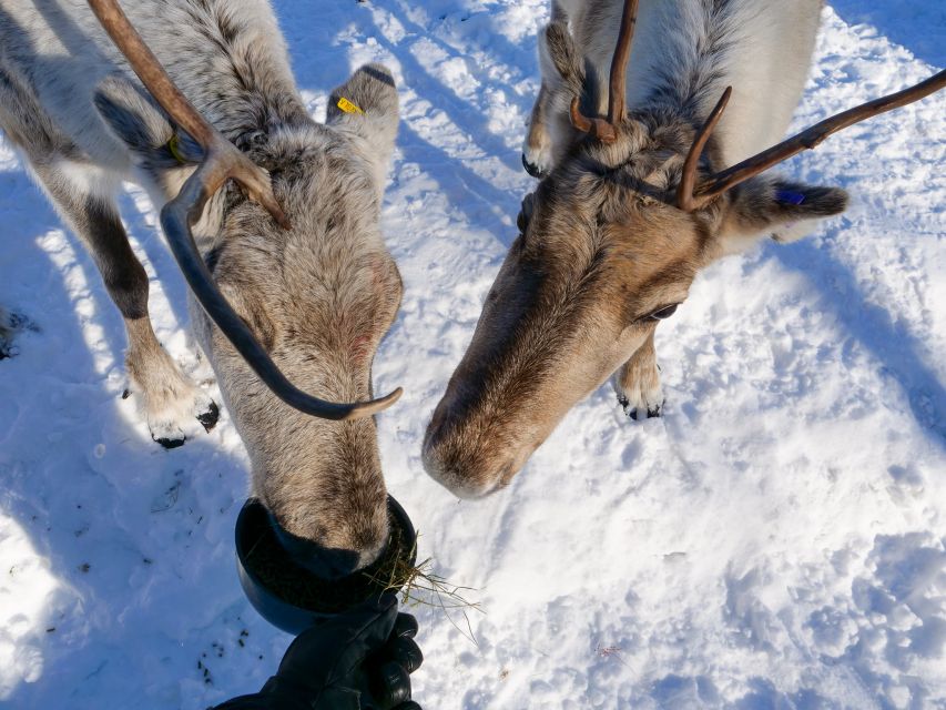 5 Best Cruises And Boat Tours In Inari