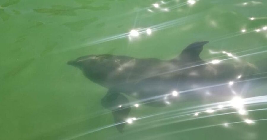 Island Paradise: Dolphin, Shelling, Birding Eco Boat Tour - Tour Overview