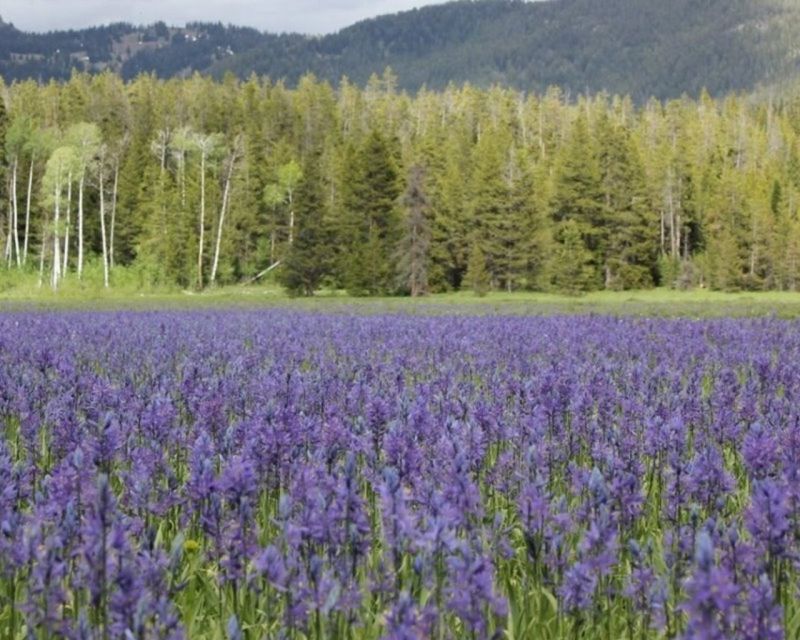 Jackson Hole: Yellowstone Lower Loop Upper Loop 2-Day Tour