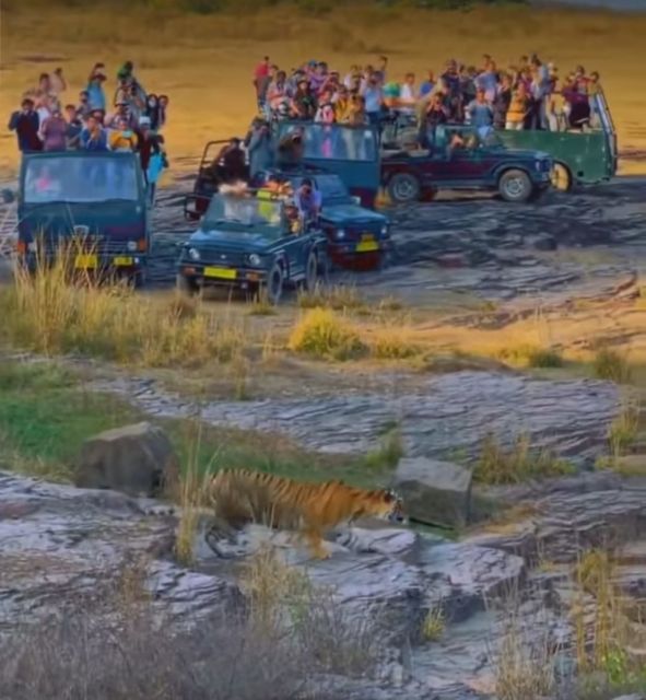 Jaipur to Ranthambore Day Trip - Overview and Pricing