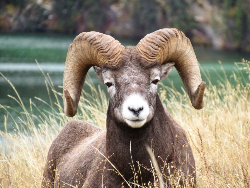 Jasper: Maligne Valley Wildlife Watching & Boat Tour