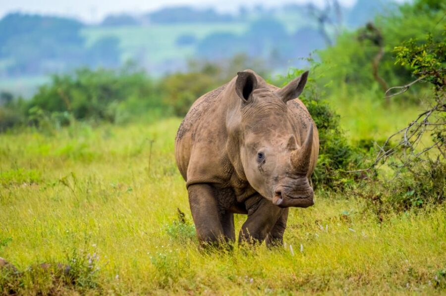 Johannesburg: Day Trip to Cradle of Humankind and Game Drive - Tour Highlights