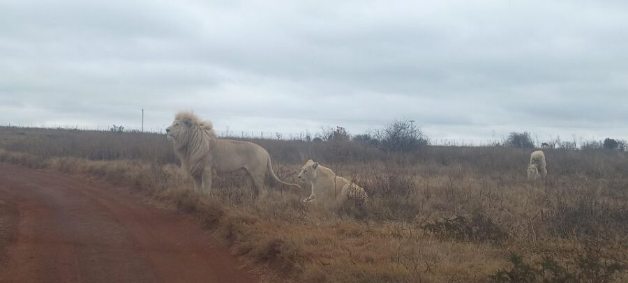 Johannesburg: Kruger National Park 3-Day Private Safari Trip
