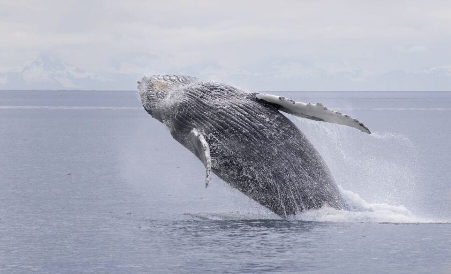 6 Best Guided Tours In Juneau