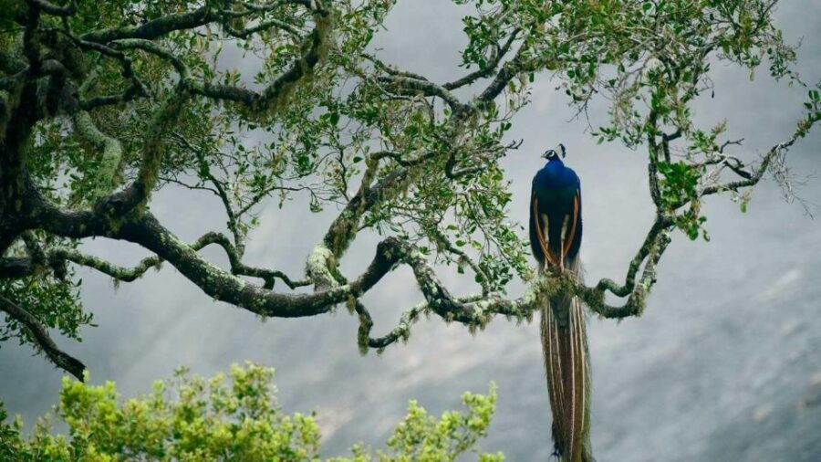 Kalutara/Bentota/Kosgoda/Ahungalla/Hikkaduwa: Yala Safari - Tour Overview