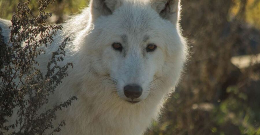 Kamloops: BC Wildlife Park Entry Ticket