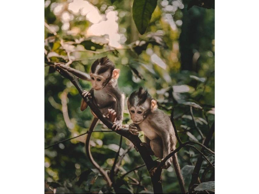 Kandy to Ambuluwawa Tuk Tuk Day Tour : by Local
