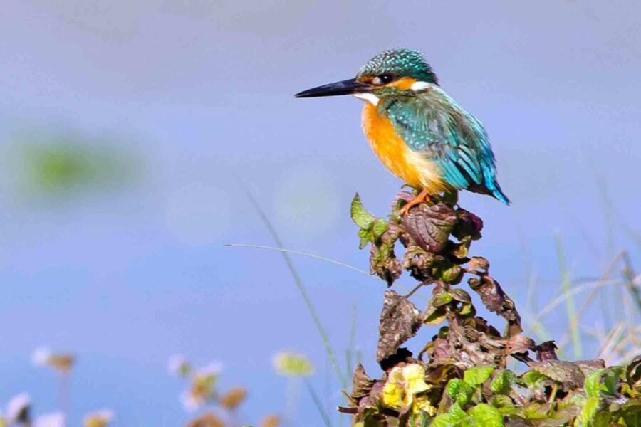 Kathmandu : 3-Day Chitwan Safari Tour With Hotel Transfers