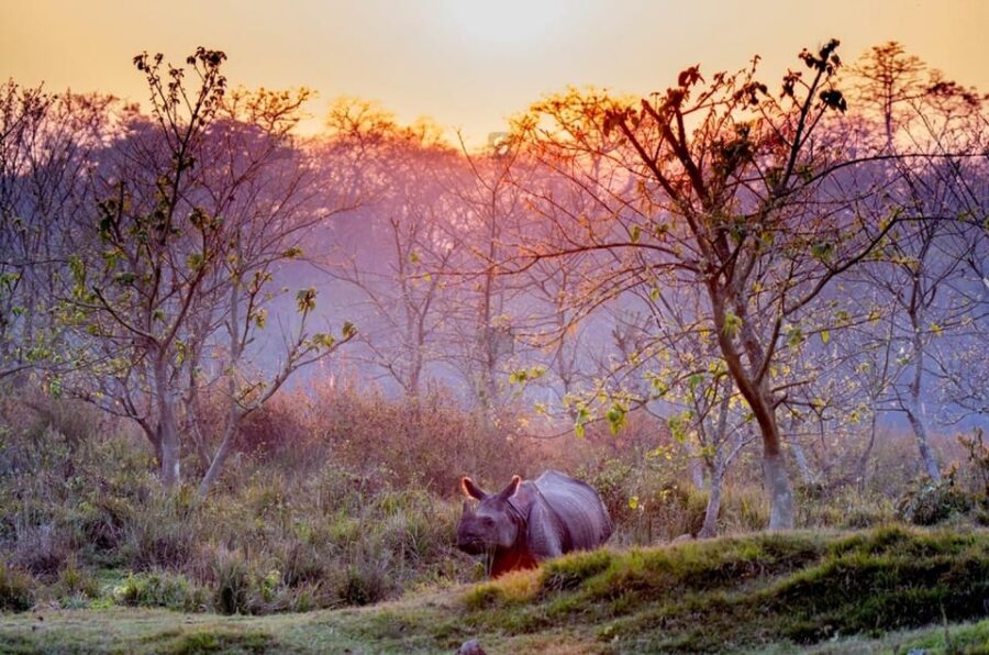 Kathmandu: 4-Days Unesco Sites & Wildlife Safari at Chitwan - Tour Overview