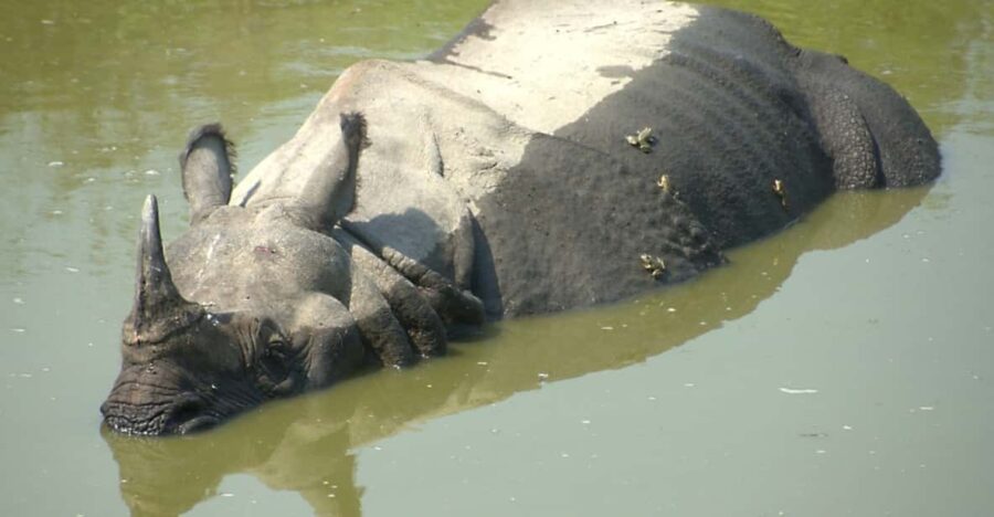 Kathmandu Chitwan Tour-Transportation Hotel and Meals